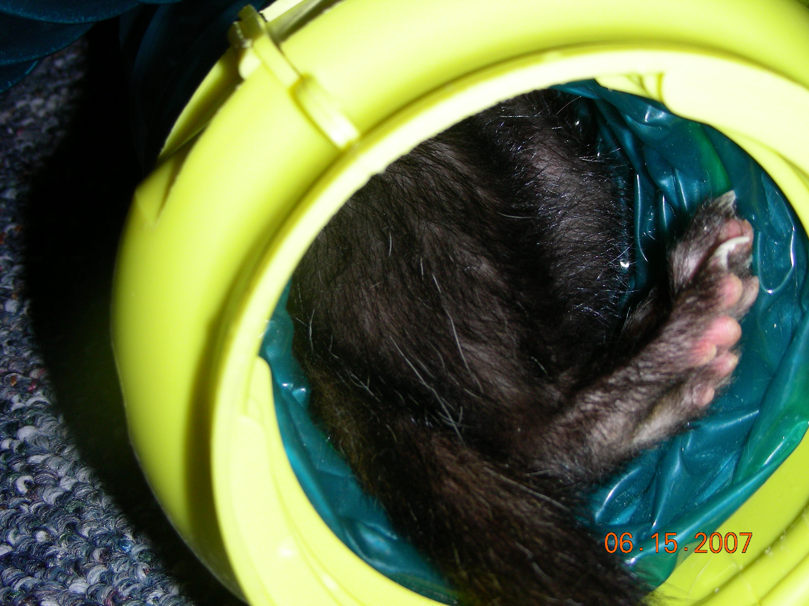 ./2007/Kerr Lake Eagles Nest/June15/DSCN1175.JPG